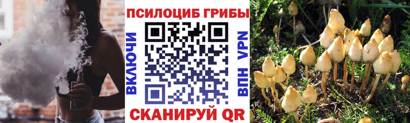 Псилоцибиновые грибы Psilocybe  hydra как зайти  Данилов 